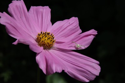 蜘蛛在宇宙花上