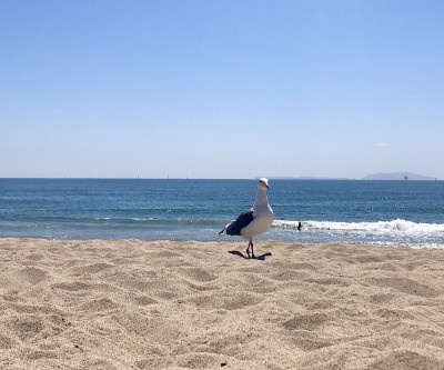 海金