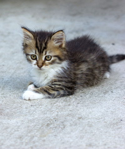 可爱的小猫-缅因猫