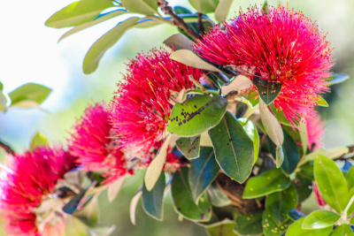 Pohutukawa