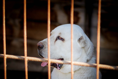Сentral亚洲牧羊犬