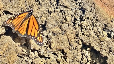 熔岩岩石上的一只帝王蝶/ danaus plexippus