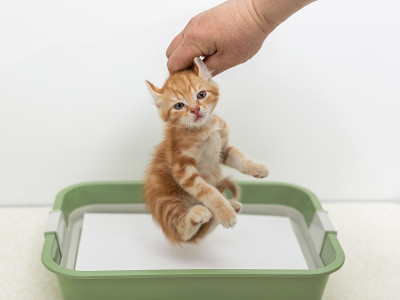 教小猫上厕所