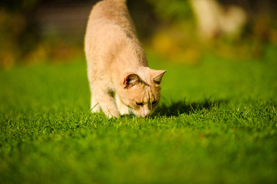 有趣的红发猫