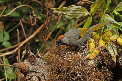 Silver-eared Laughingthrush