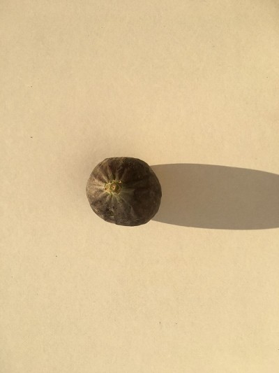 无花果孤立