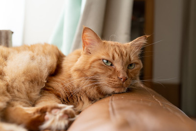 猫