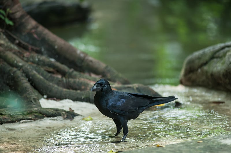 大喙乌鸦(Corvus macrohynchos)