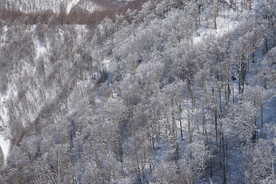 冬天的树在雪中。
