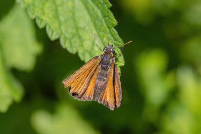 The skipper butterfly is sitting on the leaf