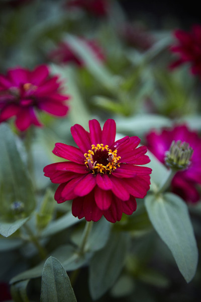 花