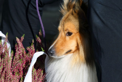 红毛牧羊犬用于散步