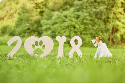 可爱的快乐狐狸梗犬在公园2018年新年贺词
