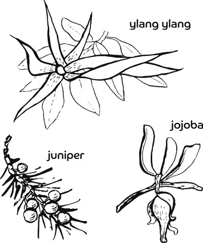 荷荷巴，朱尼珀和依兰
