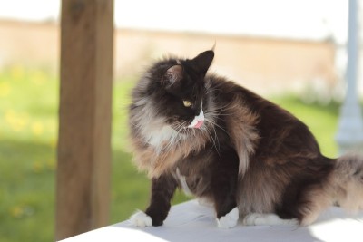 大缅因猫在玩