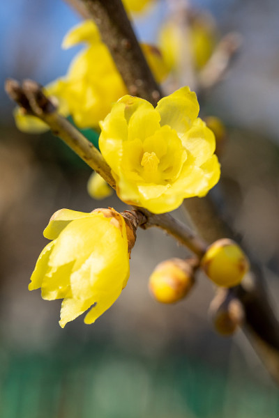 腊梅枝，冬枝黄花。