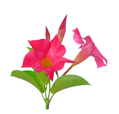 Dipledenia花