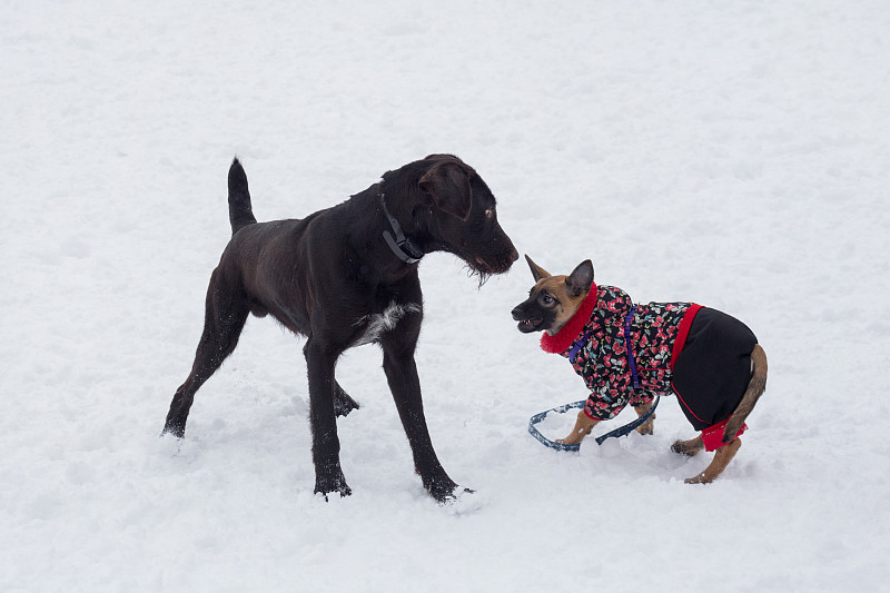 可爱的德国德拉塔和比利时牧羊犬在冬季公园的白雪上玩耍。宠物的动物。