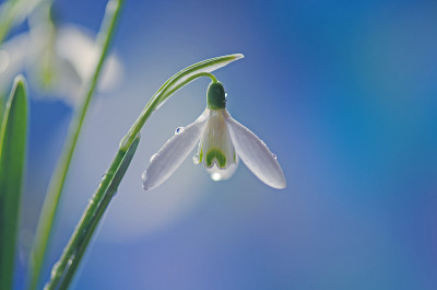 花上有露珠的春雪花莲。