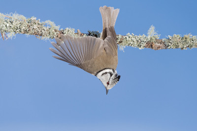 冠山雀(Lophophanes cristatus)