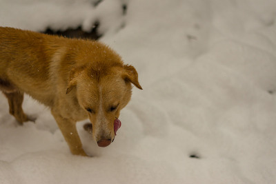印度狗在大自然的雪地上奔跑和玩耍