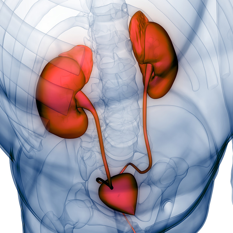 人类泌尿系统肾脏与膀胱解剖学