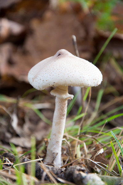 白蘑菇