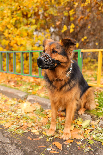 牧羊犬。