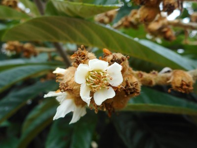 花蜂，枇杷