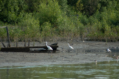 三白鹭(Ardea alba)又称白鹭、大白鹭或大白鹭或大白鹭，是一种大型鸟类，在低潮泥泞的沼泽红树