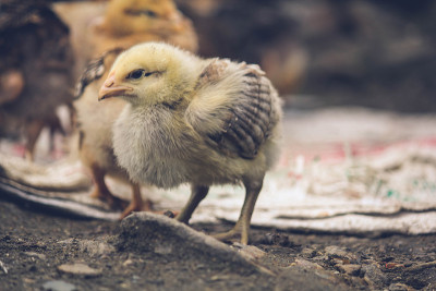 chick -雏鸟