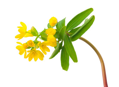 Gymnospermium altaicum