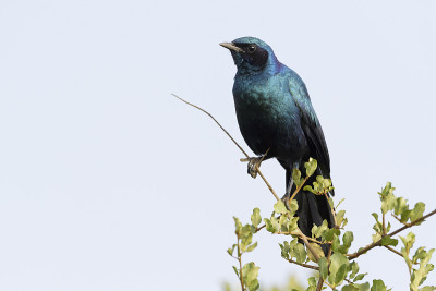 波切尔氏椋鸟(南Lamprotornis australis)