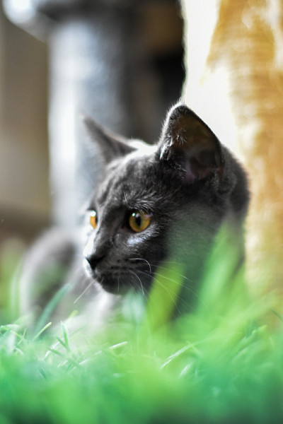 灰色的猫