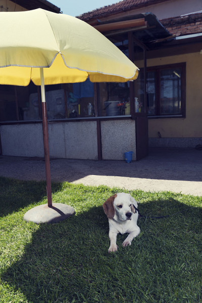 可爱的雌性小猎犬躺在花园的阳伞下