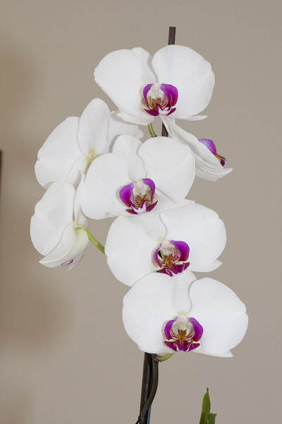 兰花的花