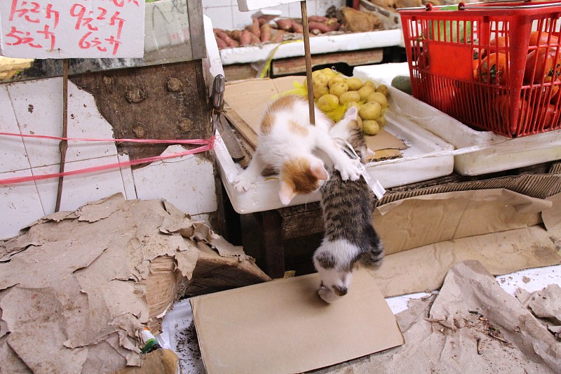 两只小猫在香港朗坪的蔬菜市场打闹。