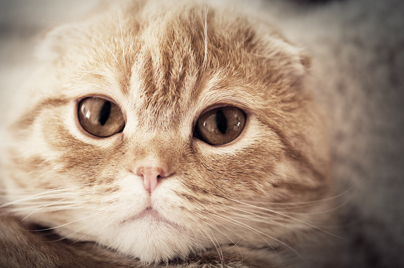 猫的头
