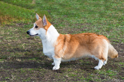 卡迪根威尔士柯基犬的简介。