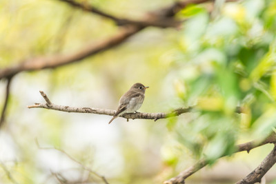 鸟(亚洲棕色flycatcher, Muscicapa dauurica, Siamensis)灰色