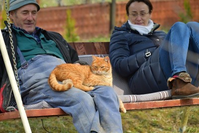 人们坐在秋千上，猫坐在他们的膝盖上