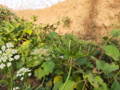 花期胡萝卜。
