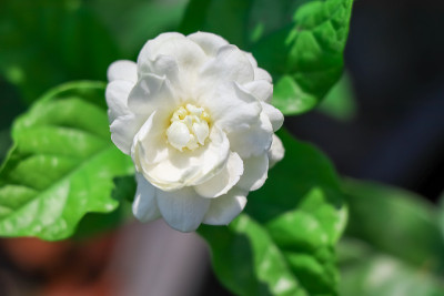 素馨属sambac花
