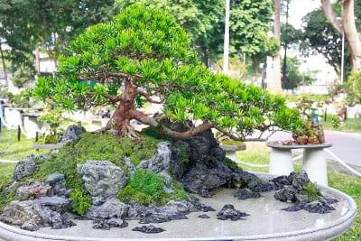 盆景树花盆在花节