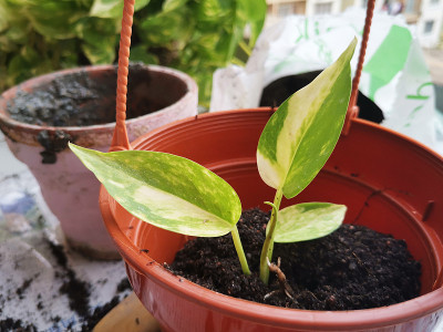 室内植物在土壤中繁殖根
