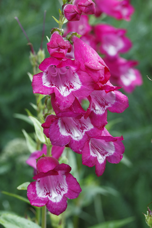 Penstemon