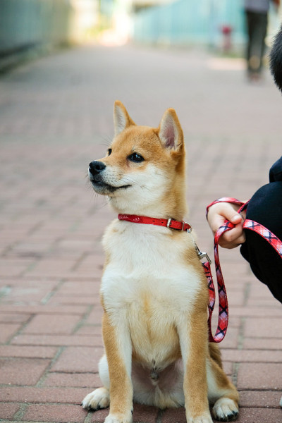 一只年轻的日本柴犬正在公园里玩耍