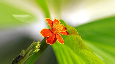 小屋万寿菊