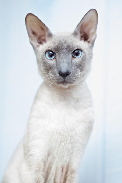 无毛猫