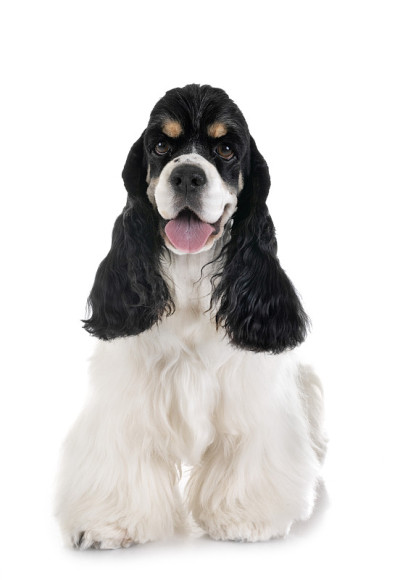 美国可卡犬